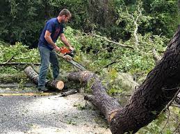 Best Tree Cabling and Bracing  in Central Islip, NY