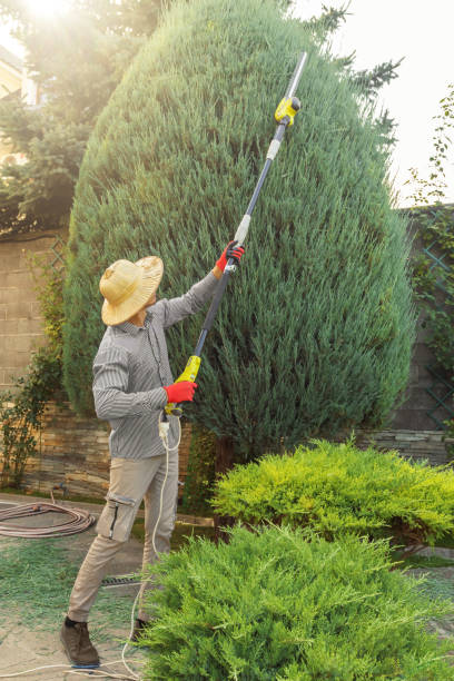 Professional Tree Services in Central Islip, NY